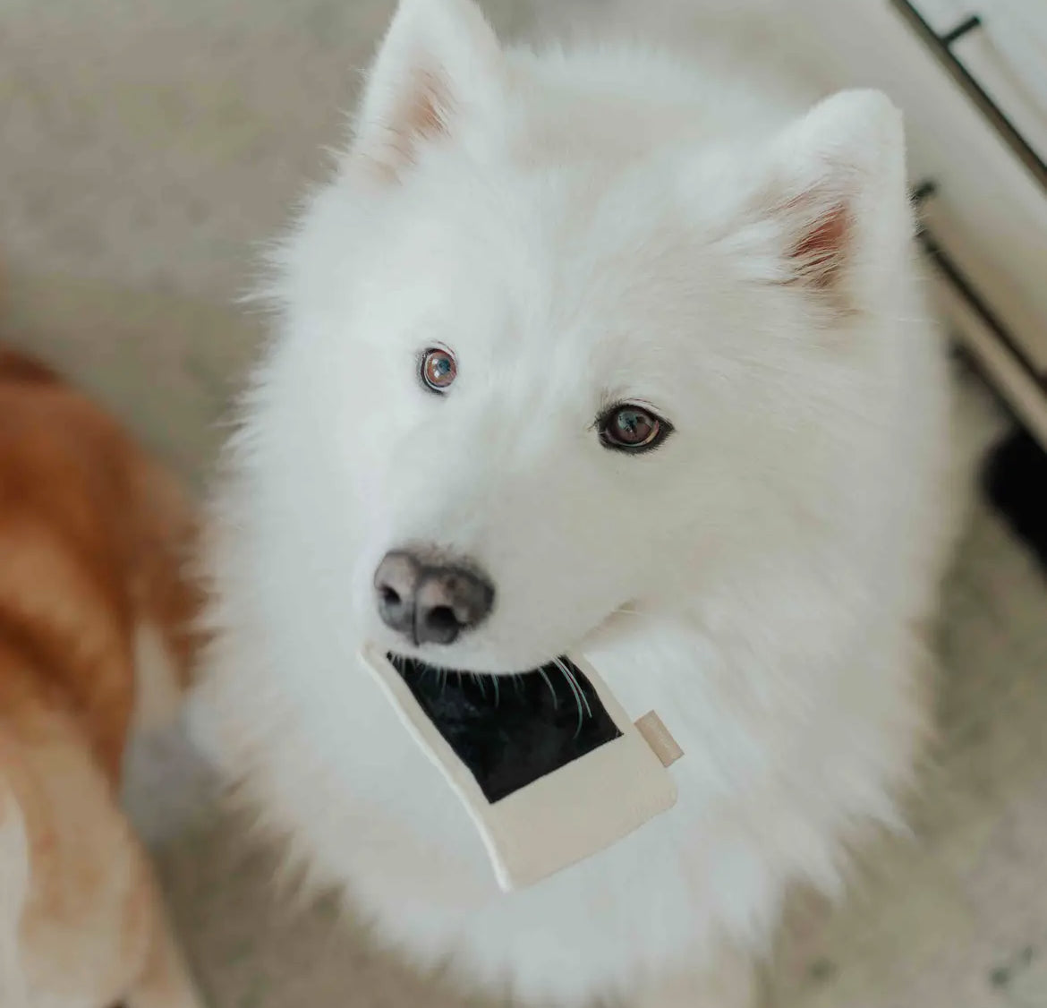 JOUET ENRICHISSEMENT POUR
CHIENS, APPAREIL PHOTO INSTANTANÉ - Toutoustore