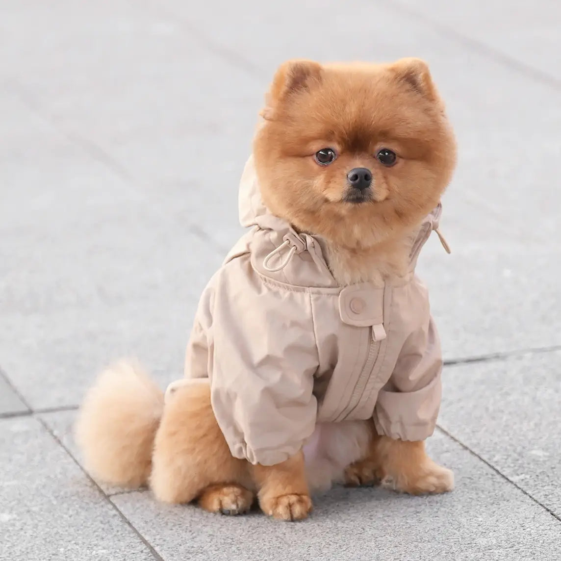 BROOKLYN KWAY POUR CHIEN - Toutoustore