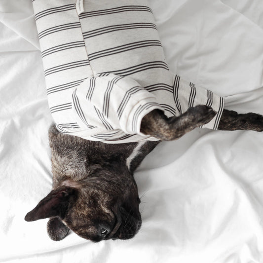 CHELSEA Vêtements pour chiens - Toutoustore 